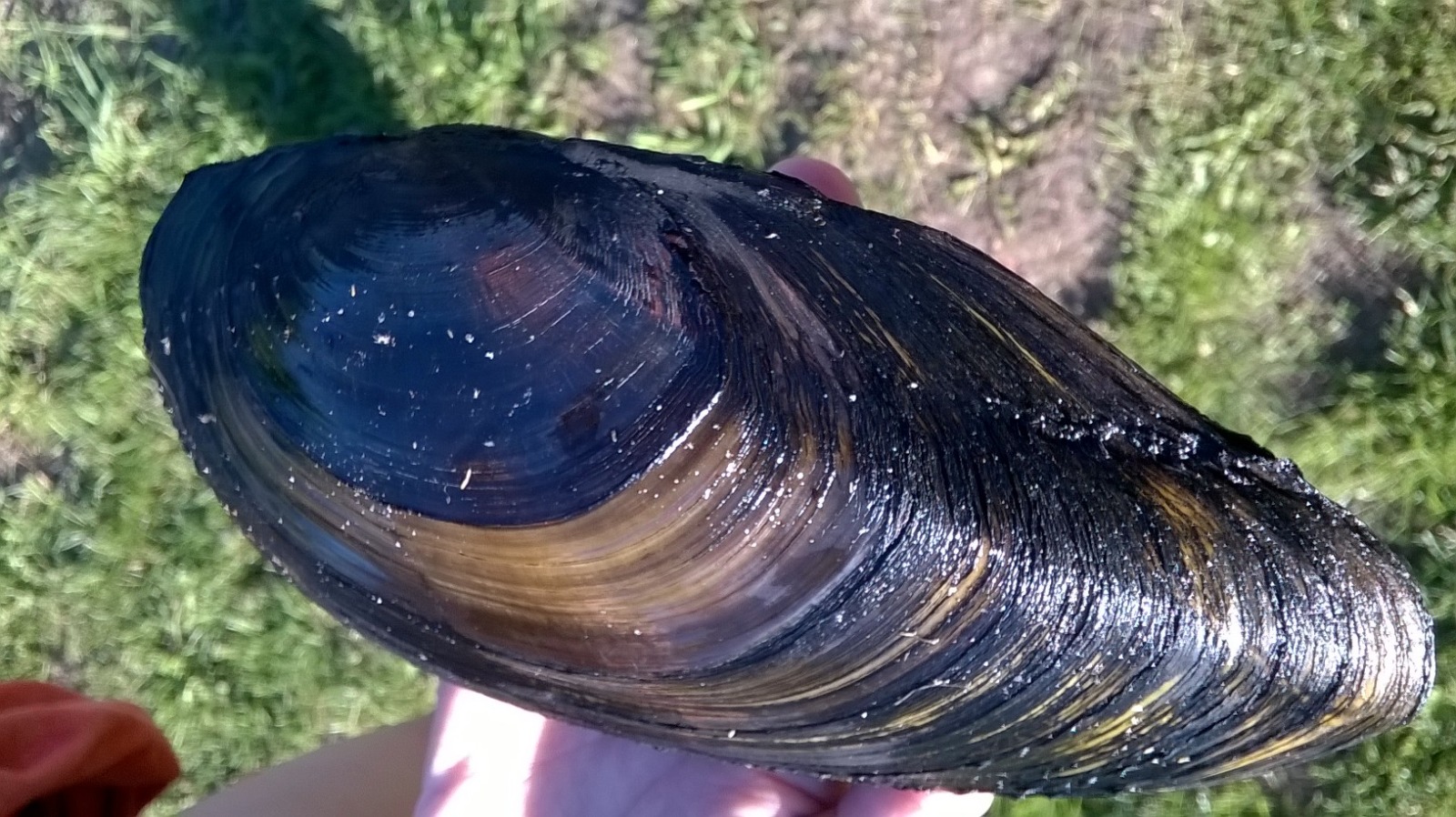 Szczeżuja